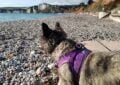 Dog wearing a harness.