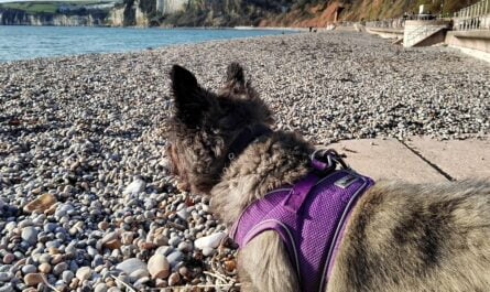 Dog wearing a harness.