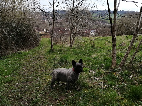 Scenic Dog walks with a view.
