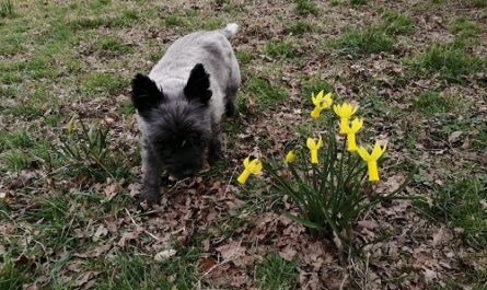Dog walks on spring days.