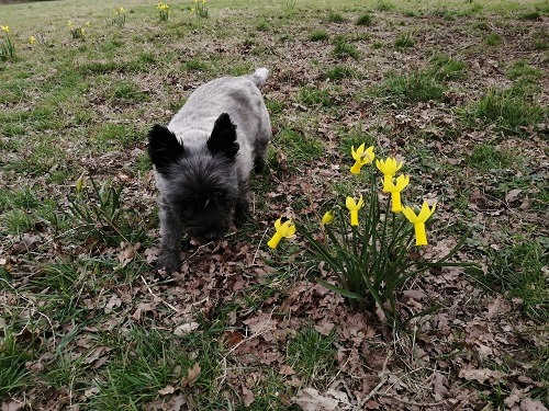 Dog walks on spring days.