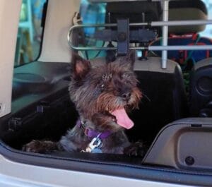 Travelling in a car with a dog.