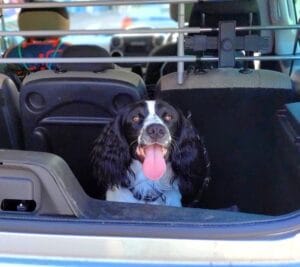 dog in the car.