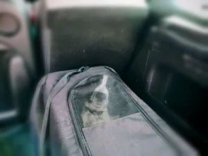 Puppy in a travel crate
