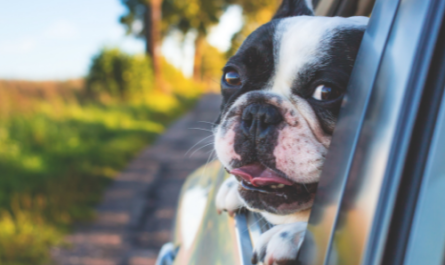 Keeping your dog safe in a car.