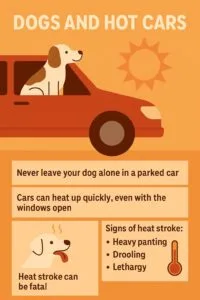 Dogs and hot car info graphic