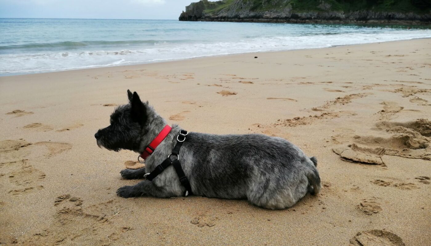 Abigail on Barafundle beach.