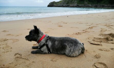 Abigail on Barafundle beach.