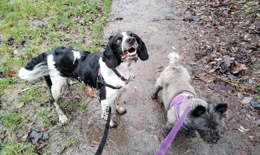 How To Make Winter Dog Walks Fun: 5 Great Tips  