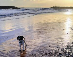 Dog-Friendly Sidmouth Beach, Devon UK.