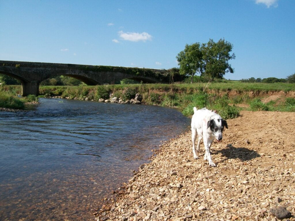 Mr No Good my Greek rescue dog
