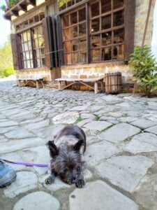 Cairn Terrier travelling in Bulgaria