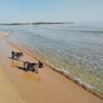Dog friendly beach Bulgaria
