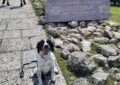 English Springer Spaniel in Nessebar Bulgaria