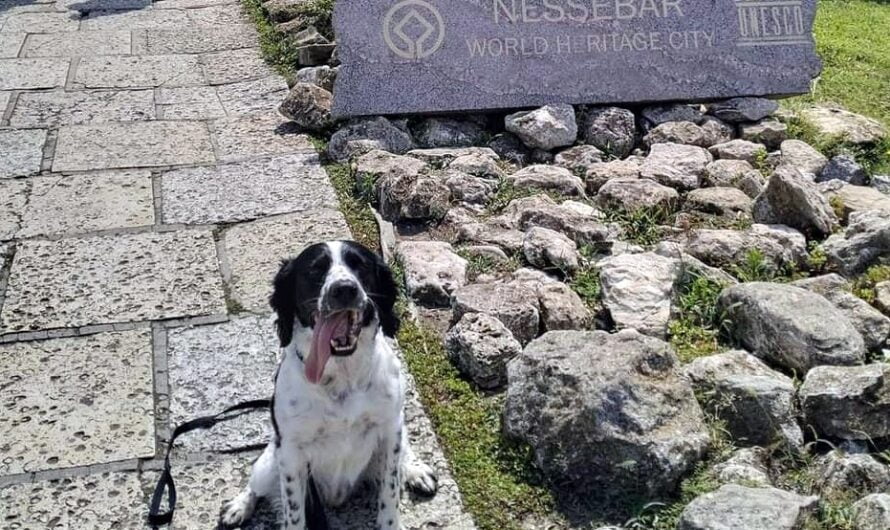 Travelling with Your Dog in Bulgaria: The Ultimate Guide