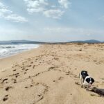 Dog friendly beach the Black Sea Bulgaria