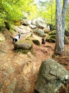 Autumn hiking with dogs along a forest trail in Bulgaria