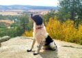 English Springer Spaniel - Dog-Friendly Walk - Hisarya Bulgaria