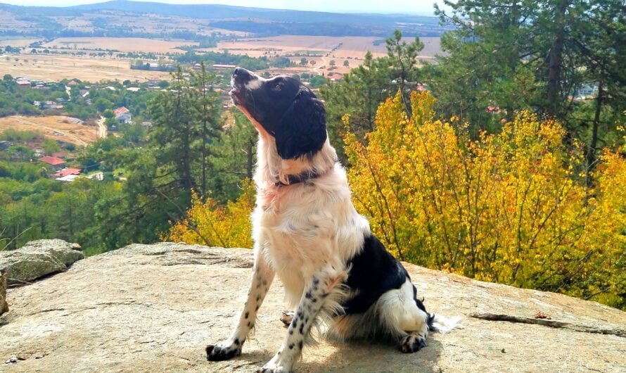 Explore Dog-Friendly Bulgaria and Balkan Mountains: Unleash the Adventure 