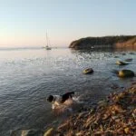 Dog friendly Black Sea Coasr - Vromos Beach Chernomorets Bulgaria