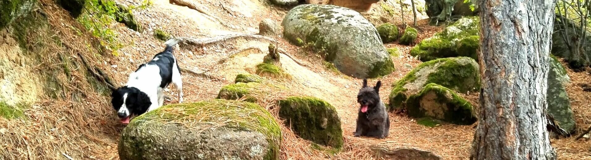 Hiking with a dog in Bulgaria