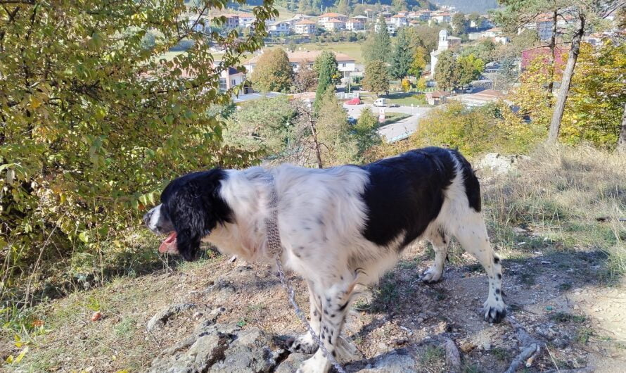 Rhodope Mountains: Your Go-To Guide for the Ultimate Dog-Friendly Adventure 