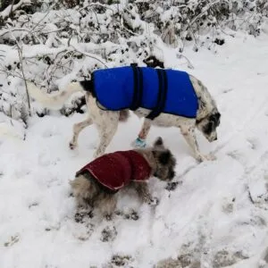Winter walks with my dogs are fun in the snow!