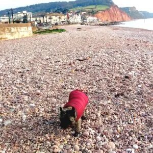 Dog-Friendly Beach - Sidmouth - Devon