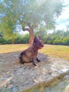 Cairn Terrier sitting under an olive tree.