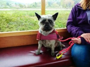 Dog on the Tramway at Seaton
