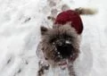 Cairn Terrier wearing a winter dog Coat in the snow.
