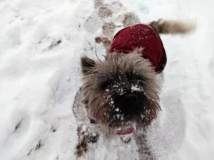 Cairn Terrier wearing a winter dog Coat in the snow.