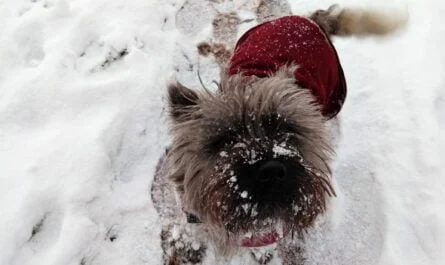 Cairn Terrier wearing a winter dog Coat in the snow.