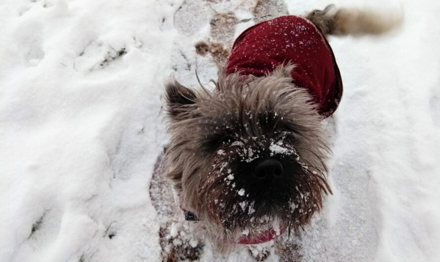 Winter Dog Coats: How To Choose The Best Jacket For Seasonal Walks