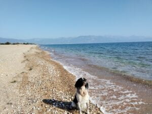Dog-friendly beaches in Greece