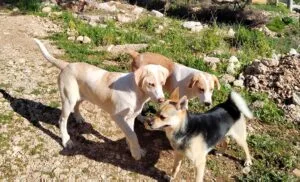 Stray dogs in Greece