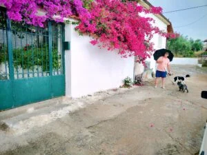 Exploring Greece with dogs.