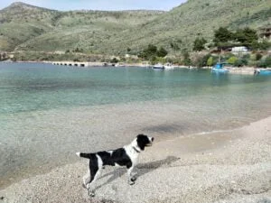 Charlie on Porta Palermo Beach