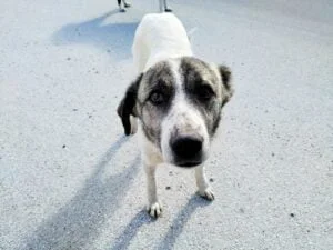 Stray dog at the Blue Eye Spring