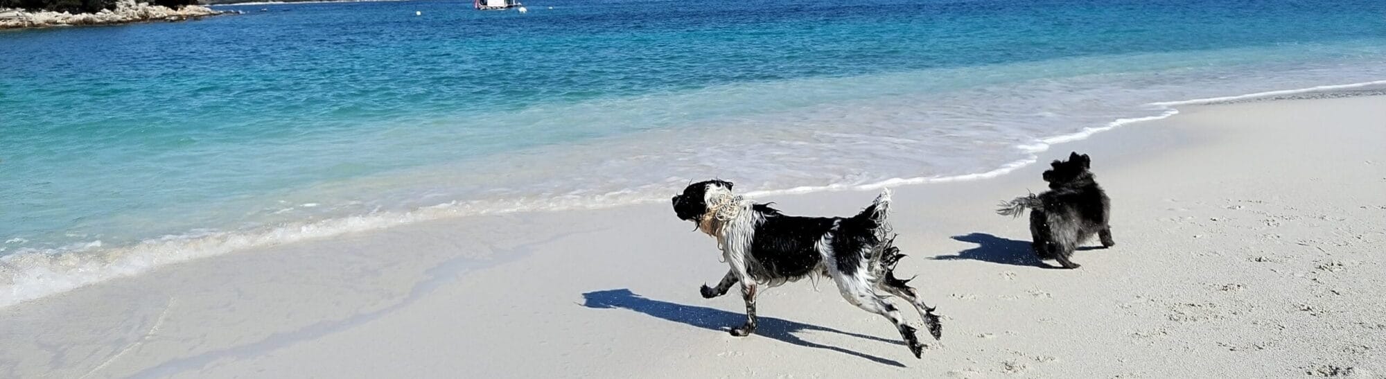 Dog-Friendly Travel Europe.