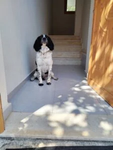 Train your dog before you yravel.