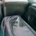 Crate train your dog before your travel.