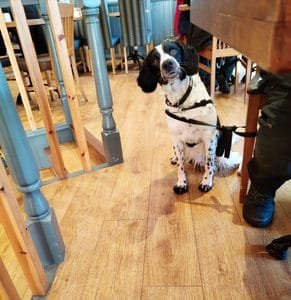 Socialisation dog in a cafe
