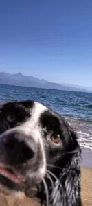 Dog in the beach