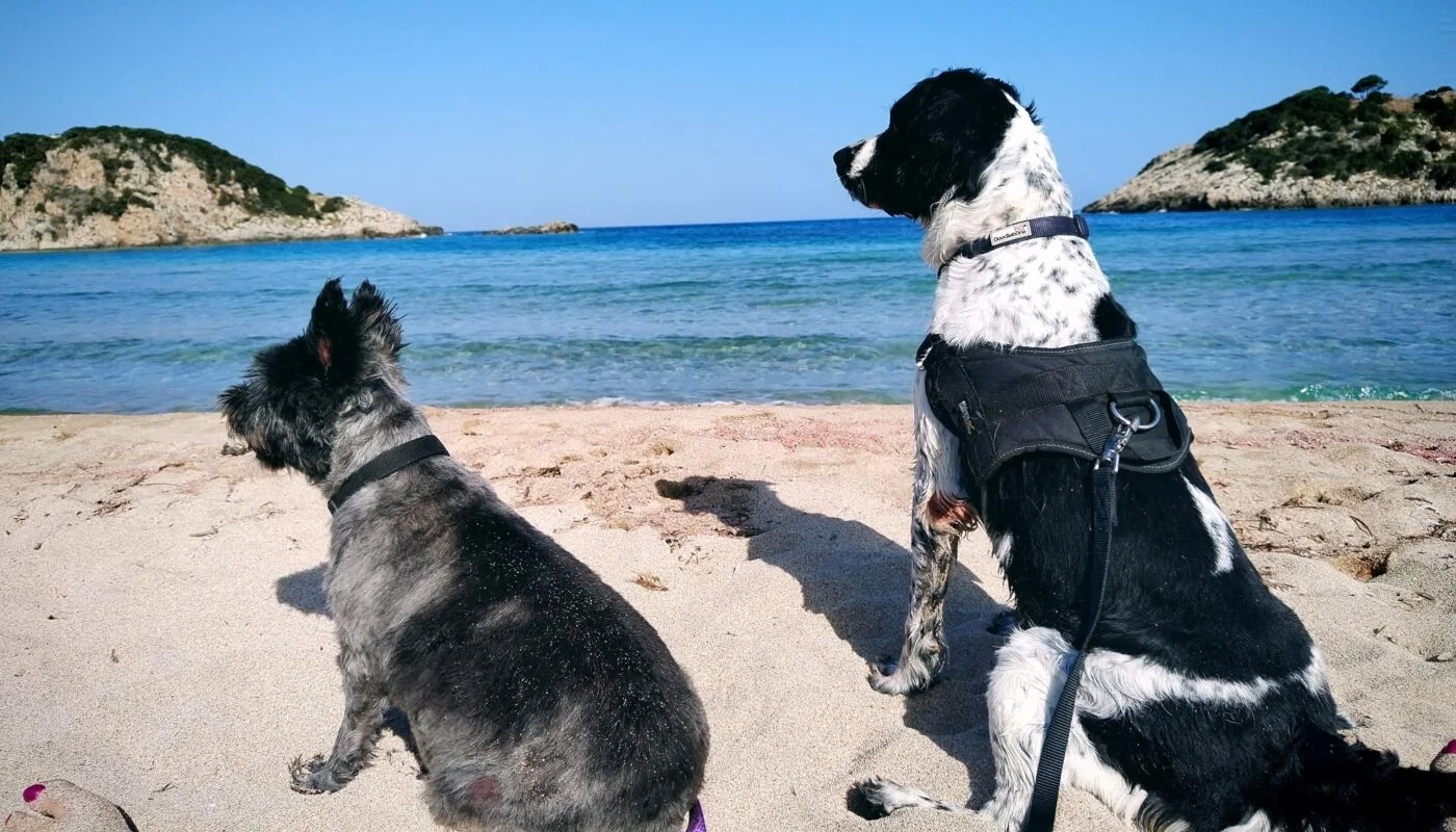 Dog-friendly beach in Messinia Greece