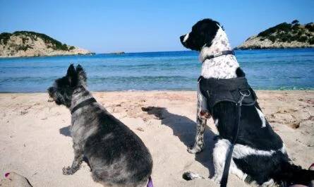 Dog-friendly beach in Messinia Greece
