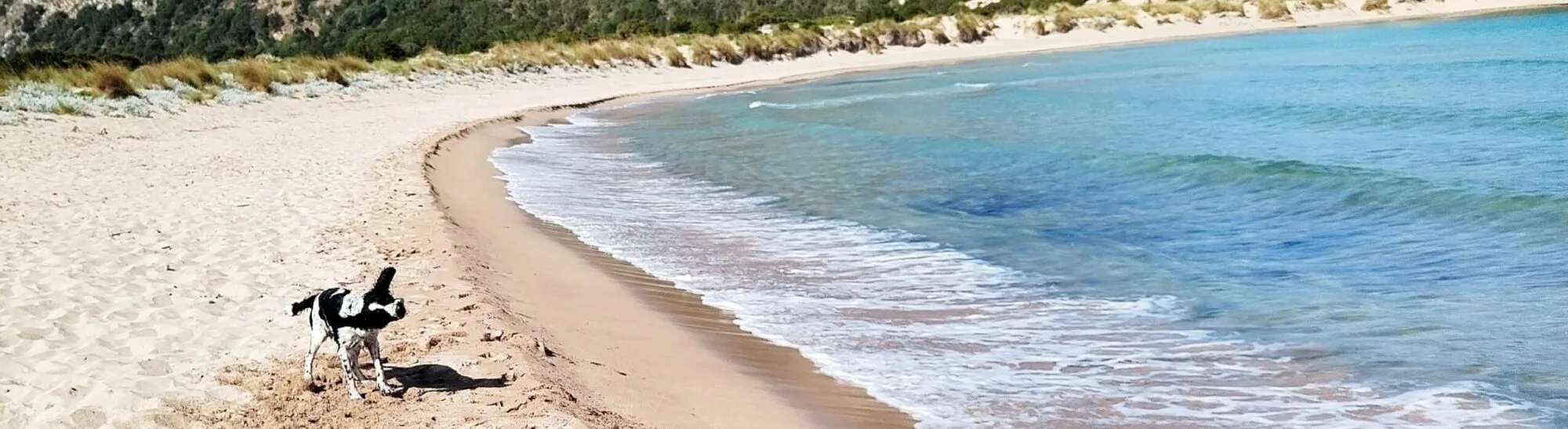 Dog fun on the beach in Greece
