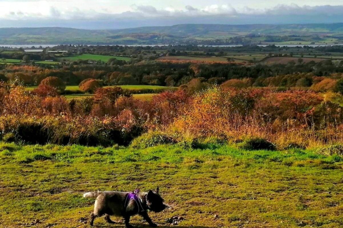 Autumn dog-friendly getaways in the uk.