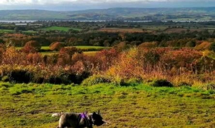 Autumn dog-friendly getaways in the uk.