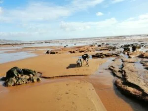 Sidmouth Beach at low tide exposes rock pools that Abigail and Charlie like to explore.